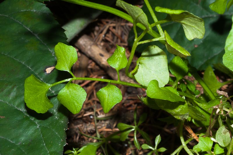 Cardamine hirsuta / Billeri primaticcio